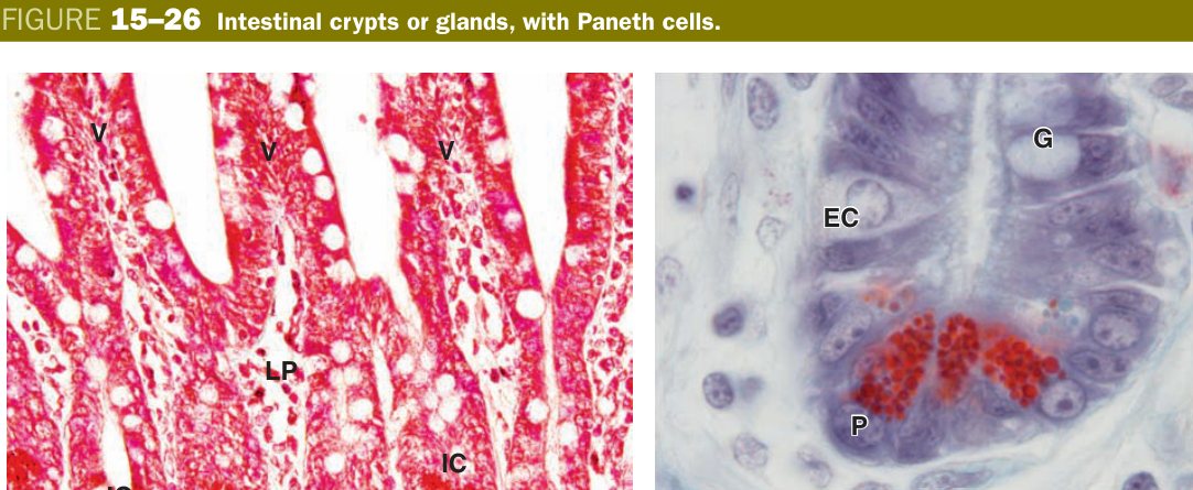 Crypts with Paneth cells
