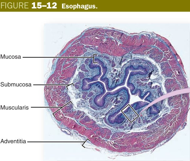 Esophagus