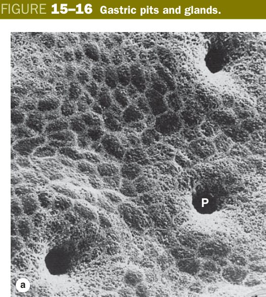 Gastric pits and glands
