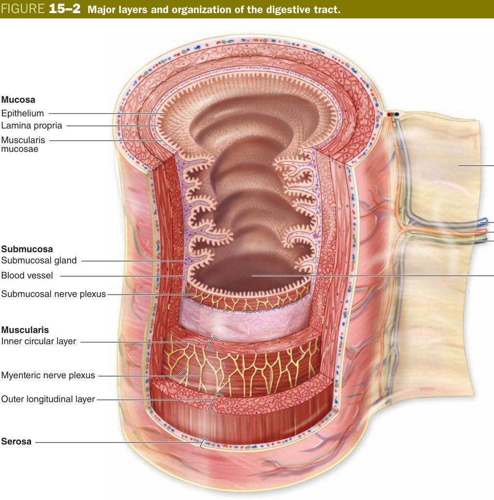Layers of digestive tract