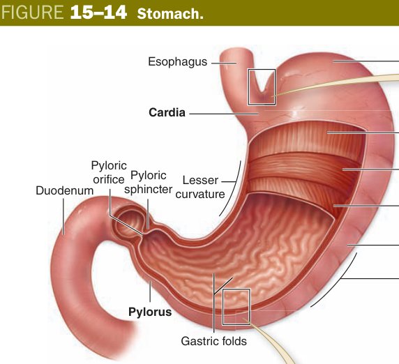Stomach
