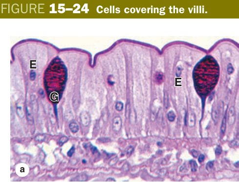 Villi