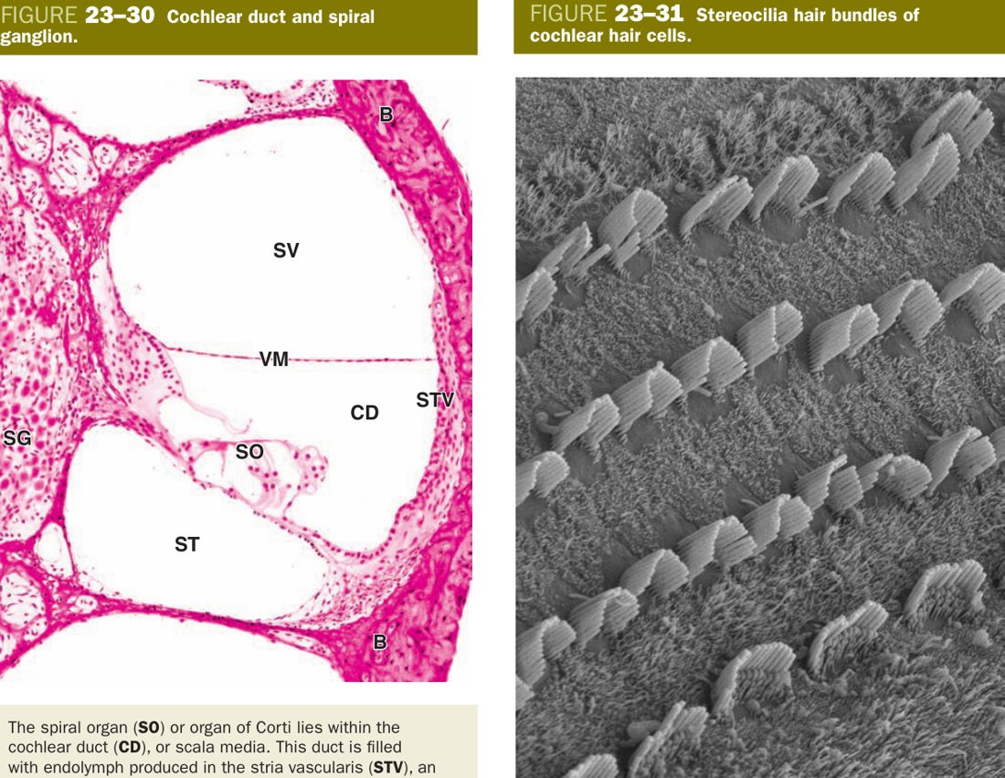 Cochlear duct