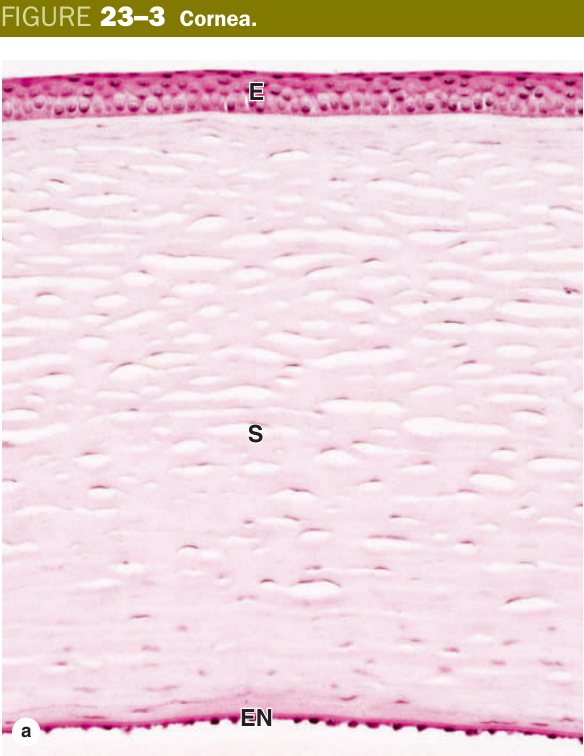 Cornea