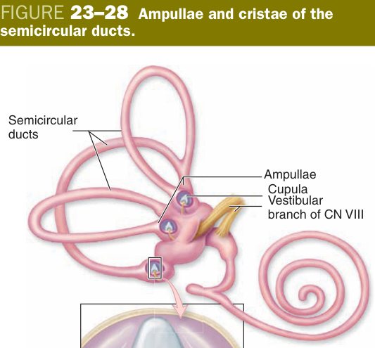 Crista ampullaris