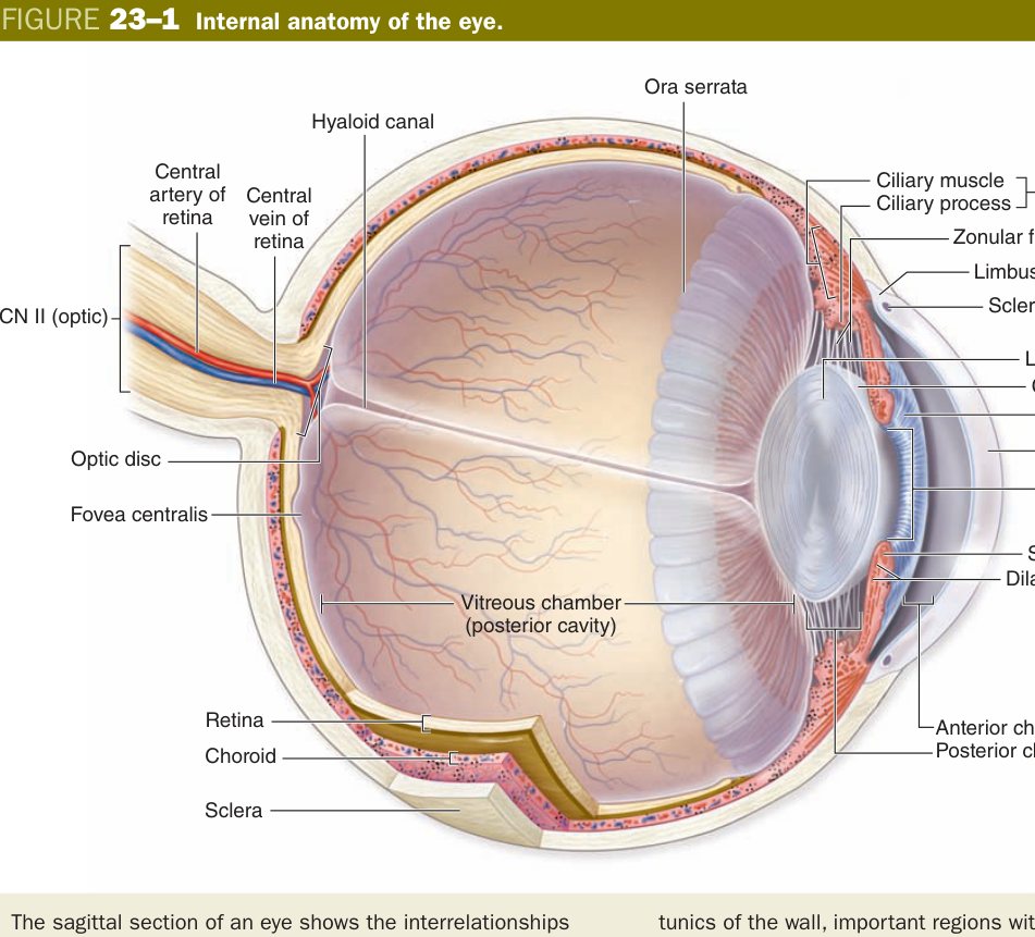 Internal anatomy of the eye