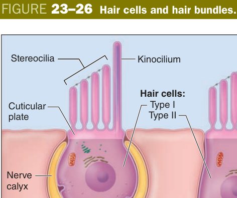 Hair cells