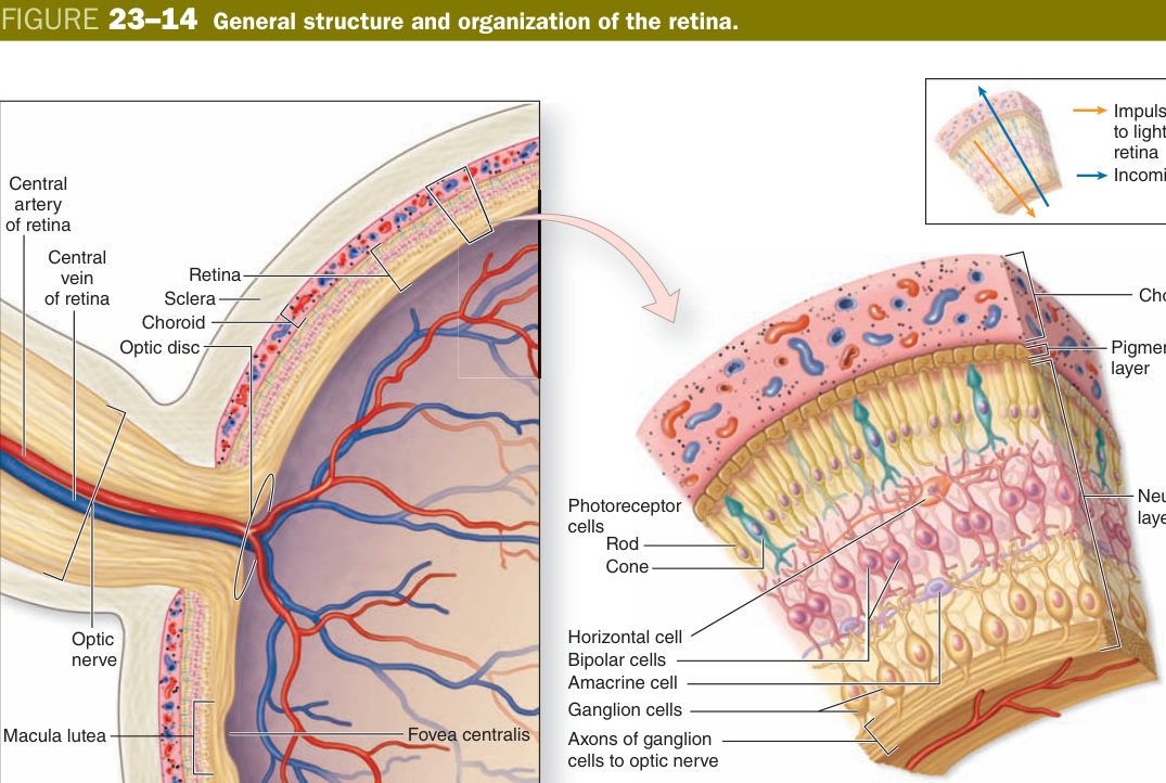 Retina layers