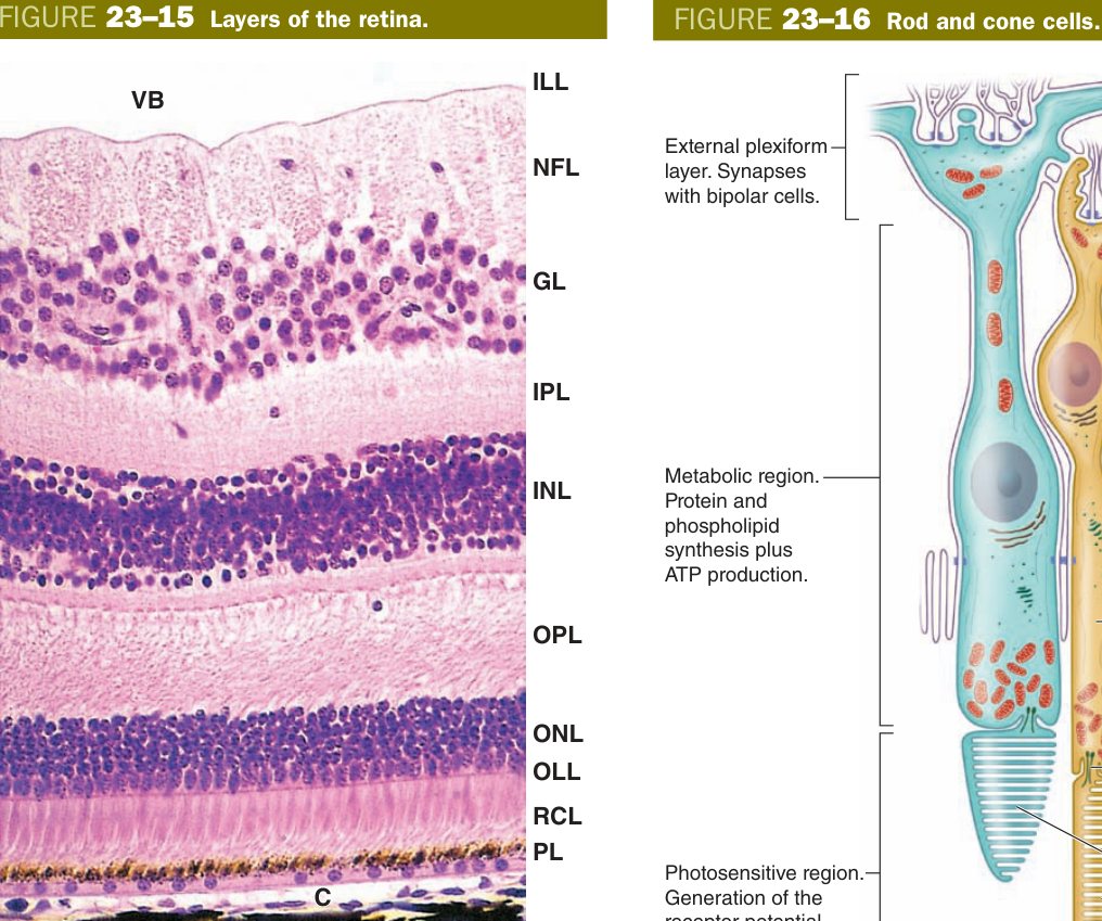 Rod and cone cells
