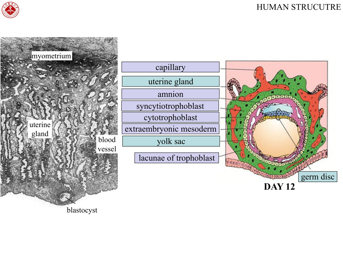 Ovulation to implantation sequence