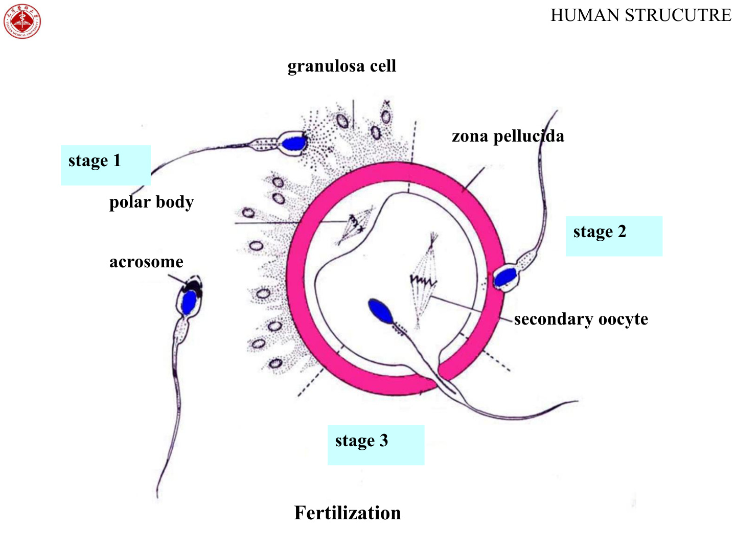 Fertilization stages