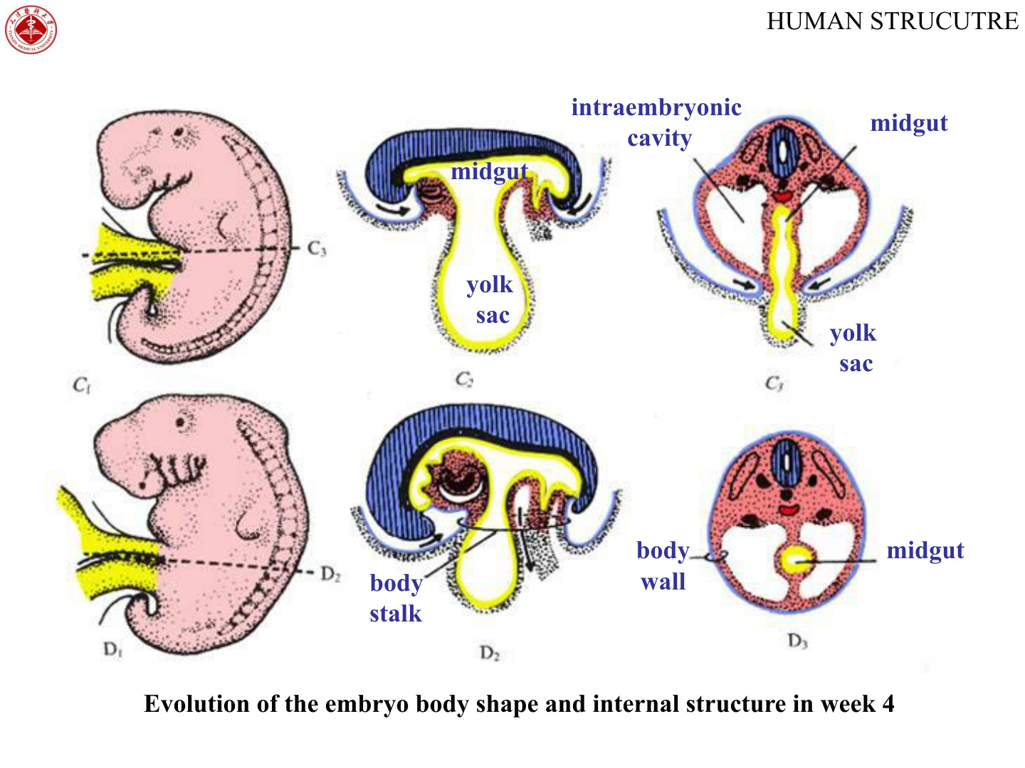 Embryonic body folding