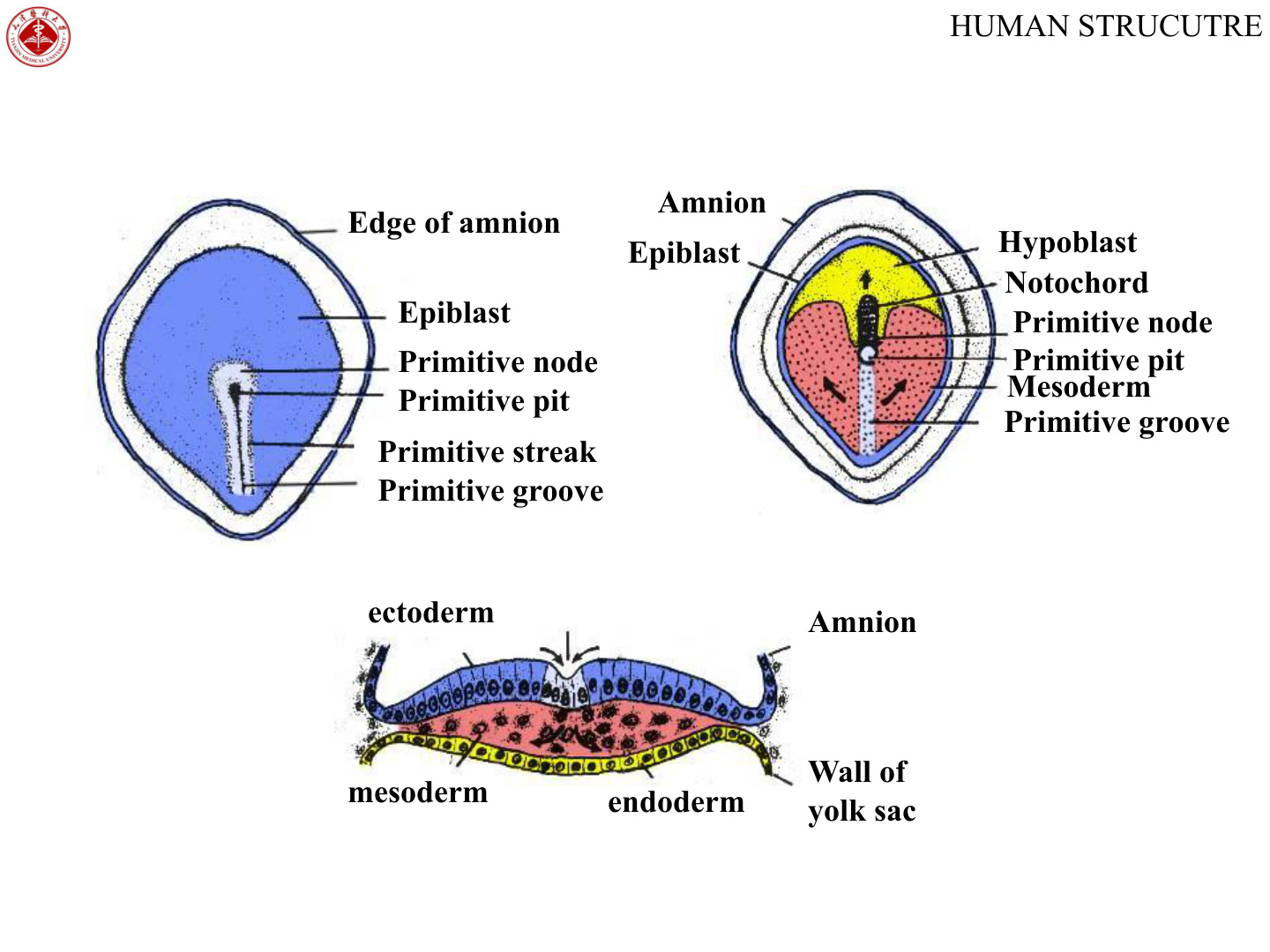 Gastrulation primitive streak