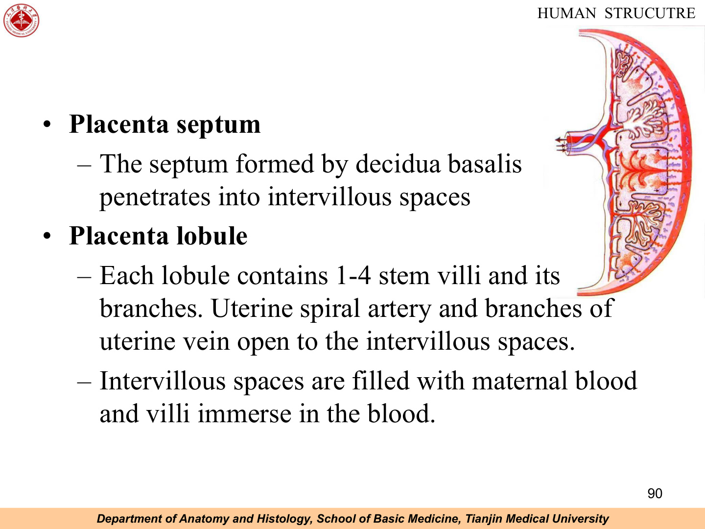 Placenta structure