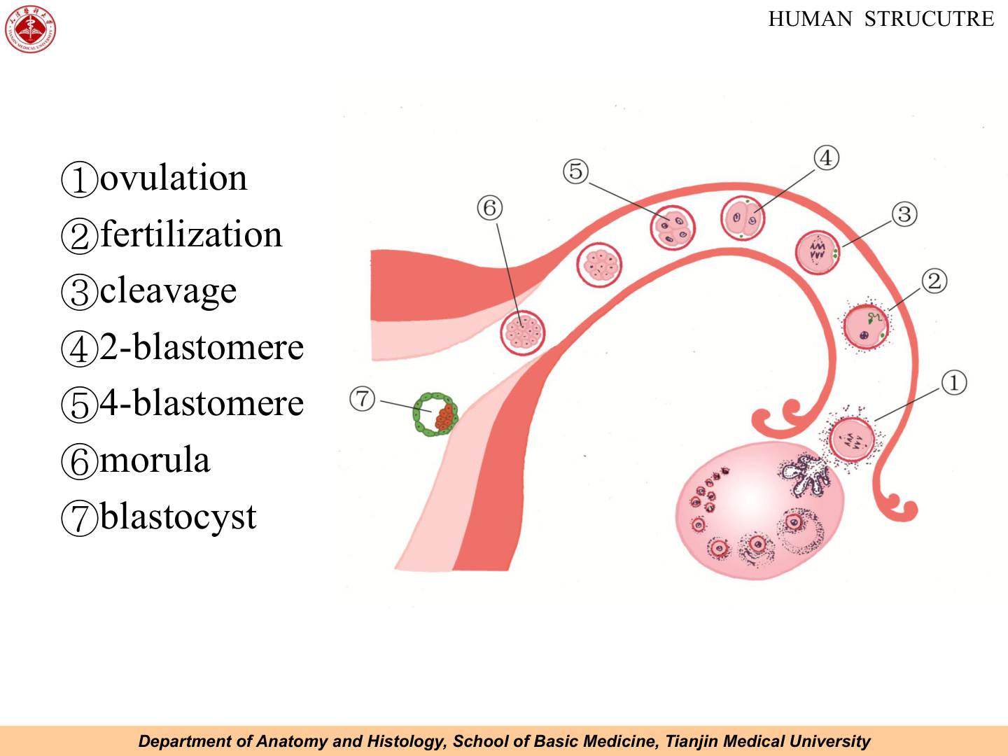 Pronuclei fusion and cleavage