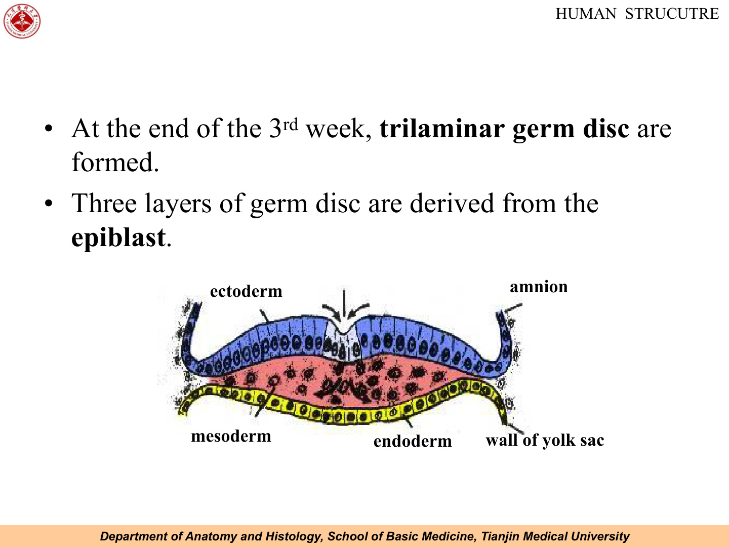 Trilaminar germ disc