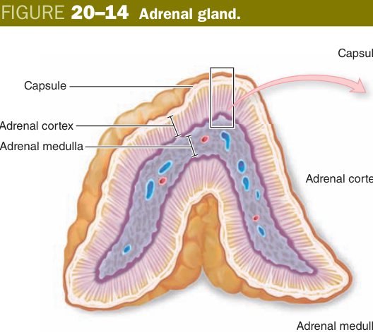 Adrenal gland