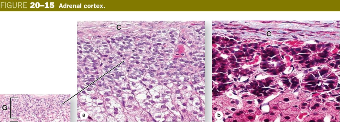 Adrenal cortex