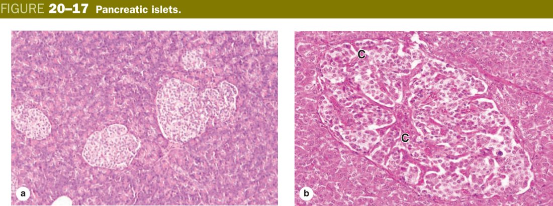 Pancreatic islets
