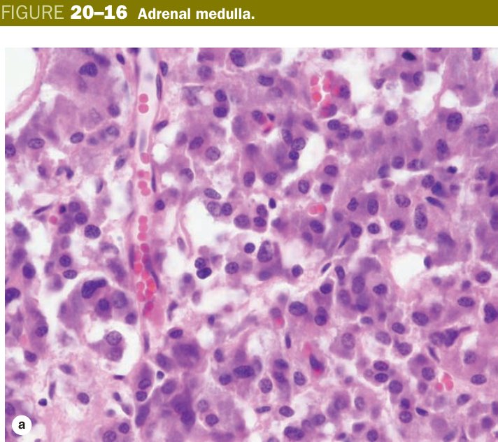 Adrenal medulla