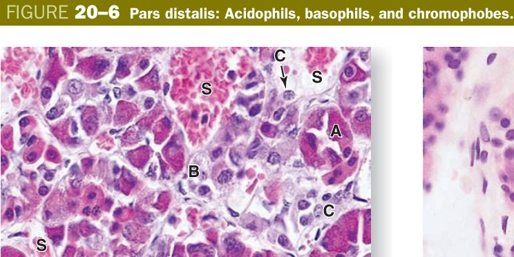 Pars distalis