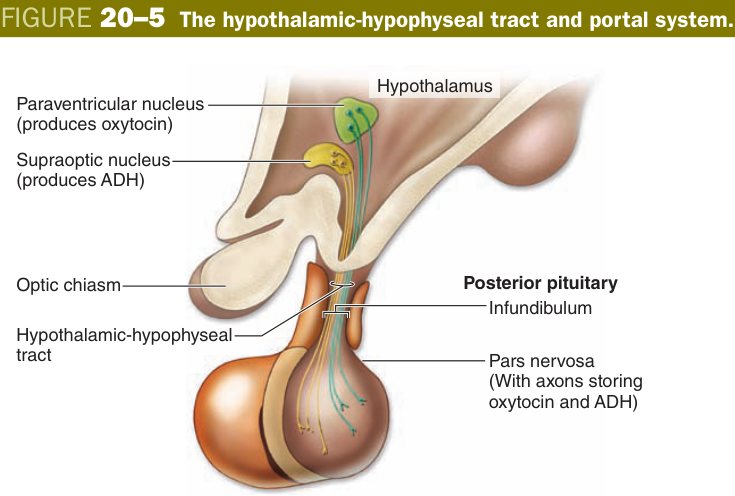 Hypophyseal portal system
