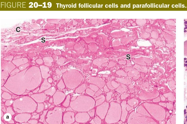 Thyroid follicular and parafollicular cells