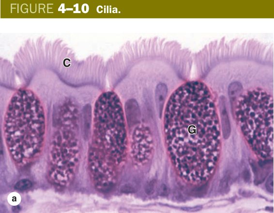 Cilia