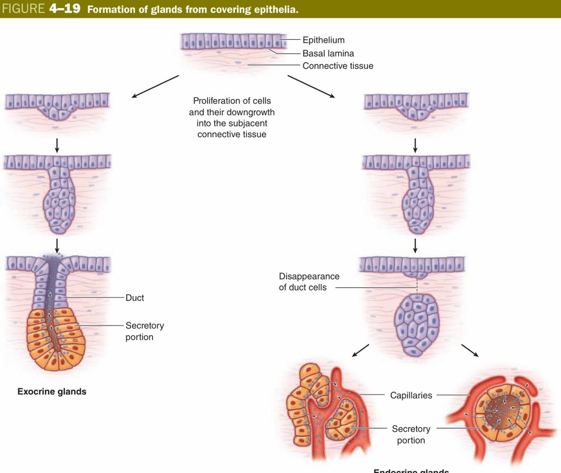 Formation of glands