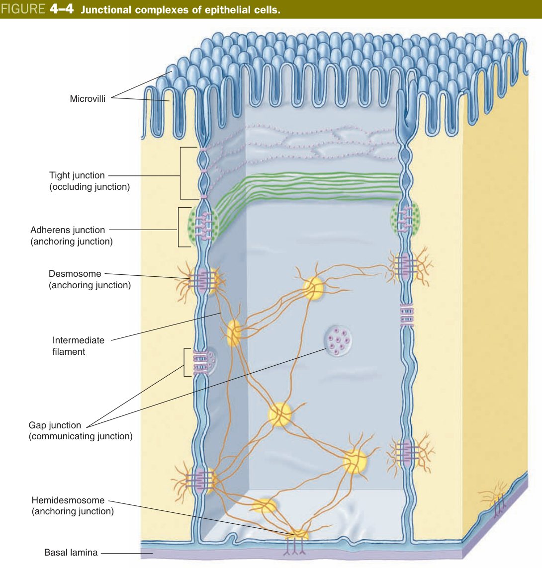Junctional complexes