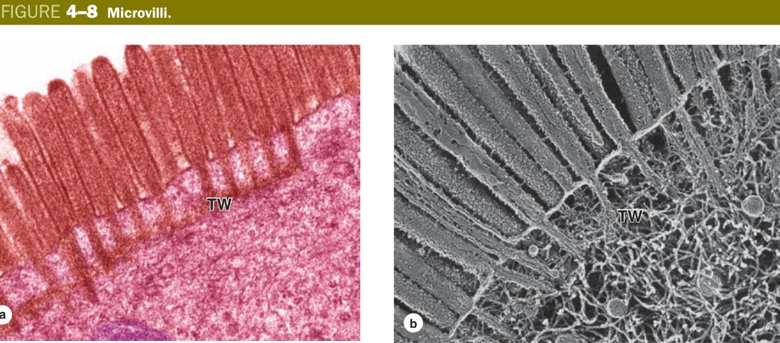 Microvilli EM