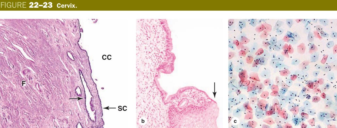 Cervix epithelium