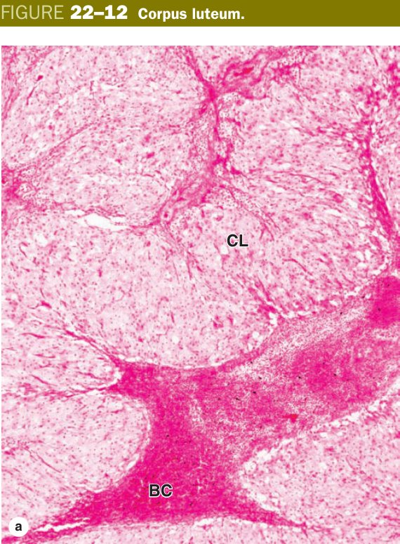 Corpus luteum