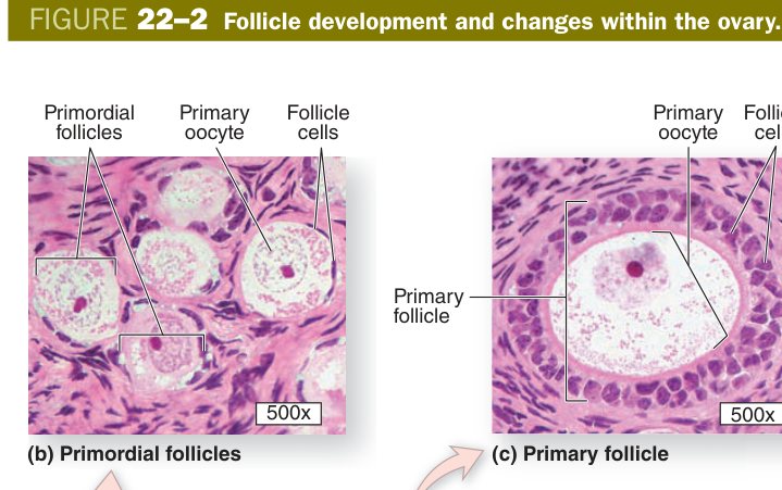 Ovary and follicle development overview