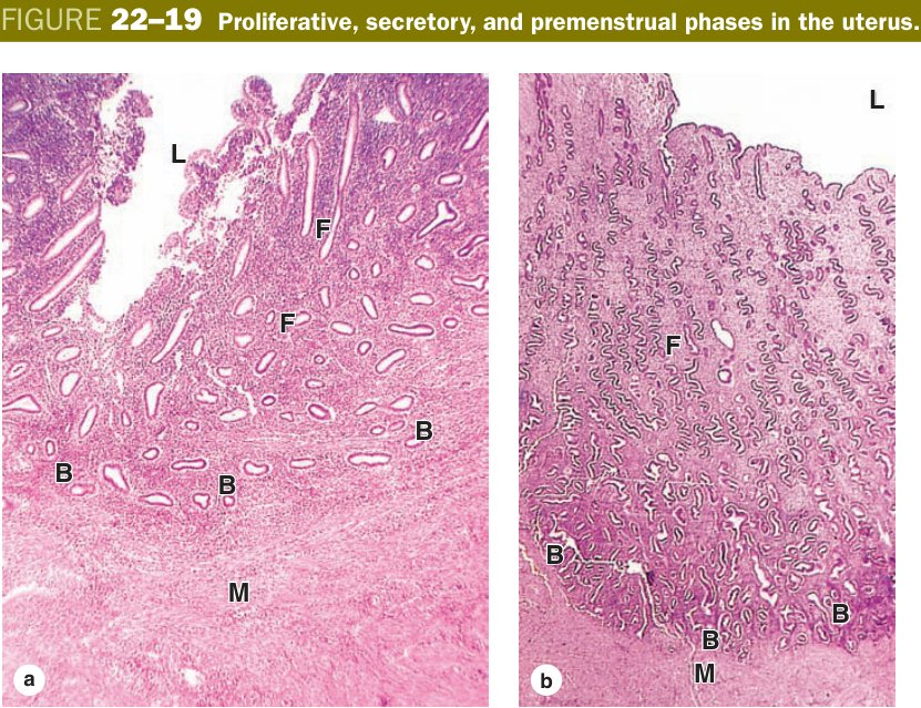 Proliferative secretory premenstrual endometrium