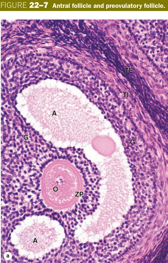 Antral / preovulatory follicle