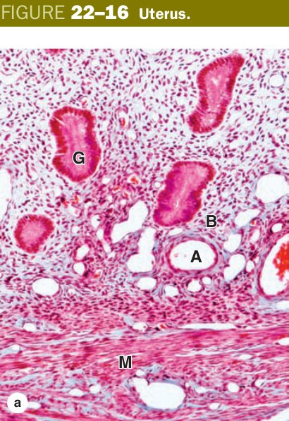 Uterus endometrium and myometrium