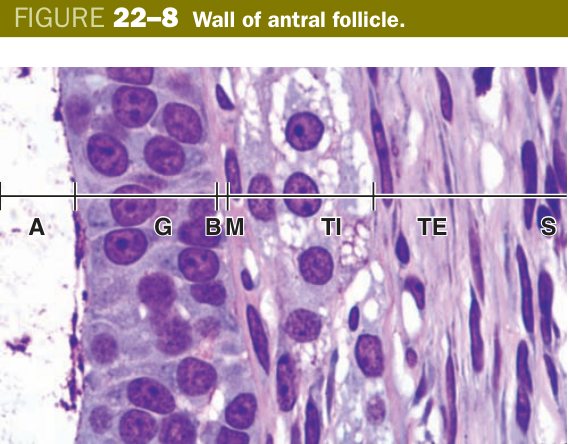 Wall of antral follicle