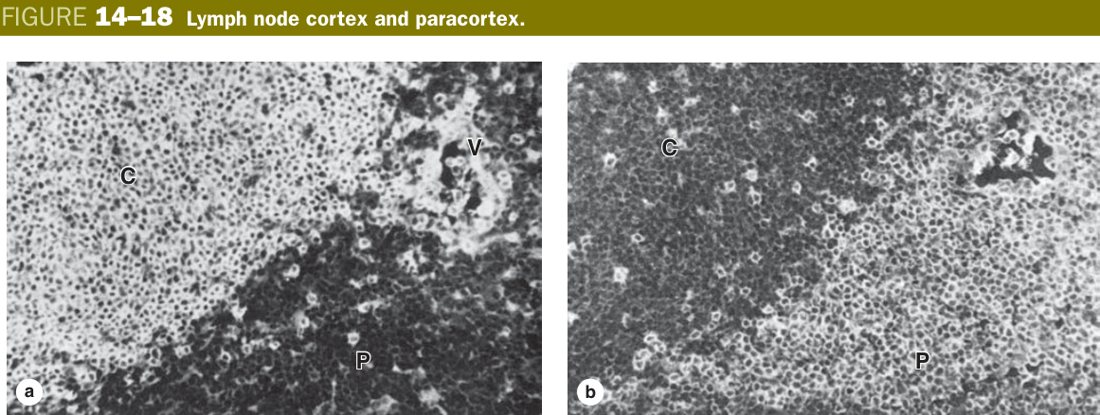 Lymph node cortex and paracortex