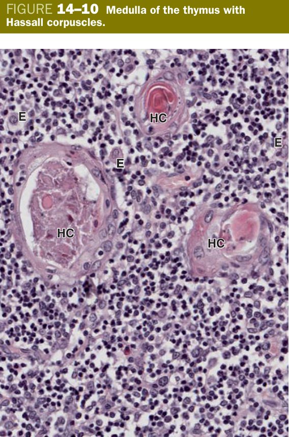 Hassall corpuscle