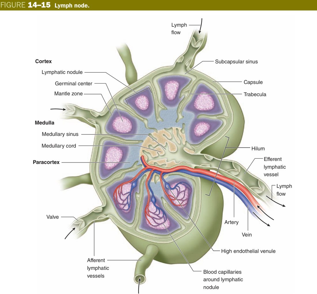 Lymph node