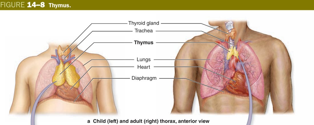 Thymus