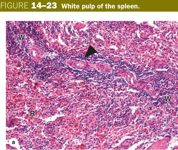White pulp