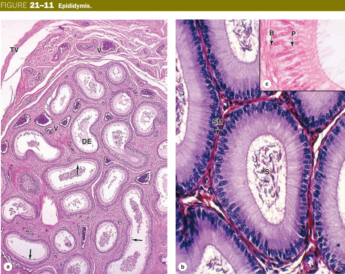 Epididymis