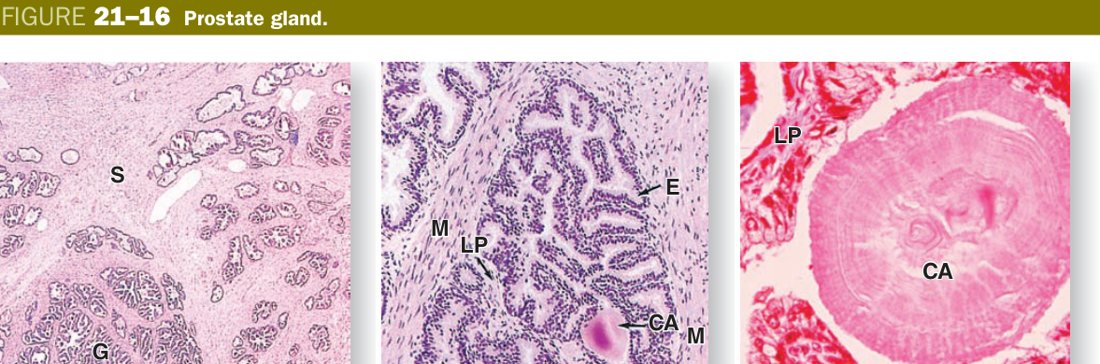 Prostate gland