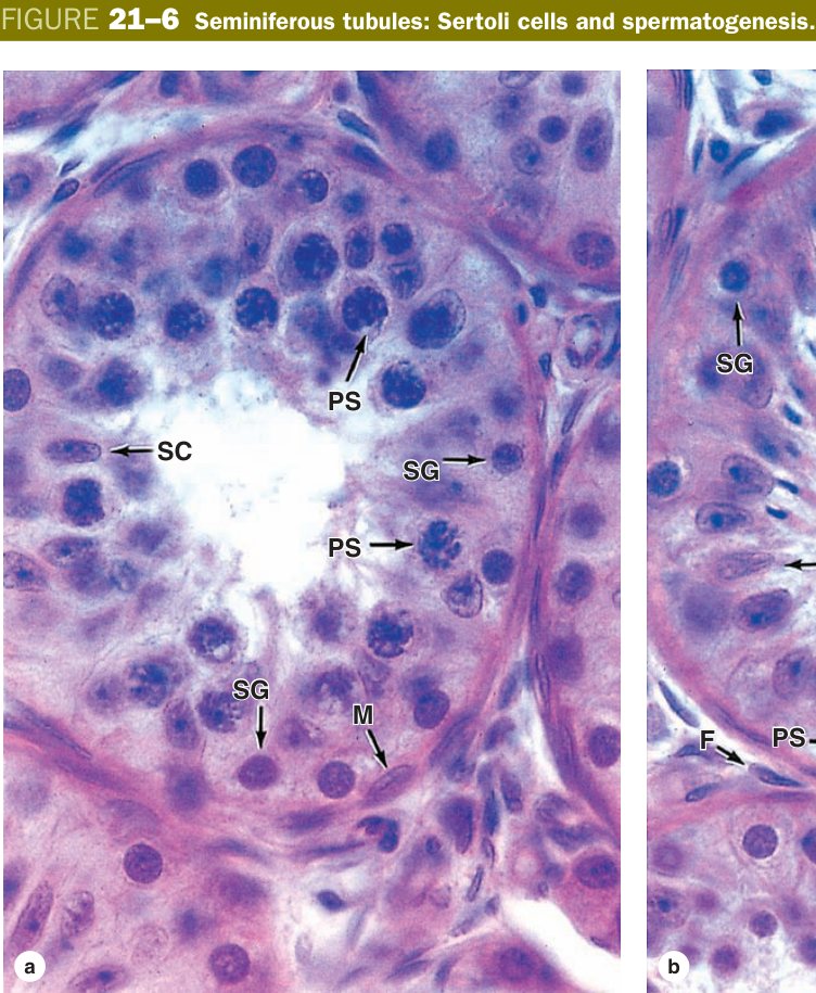 Sertoli cells and spermatogenesis