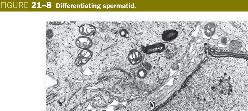 Differentiating spermatid