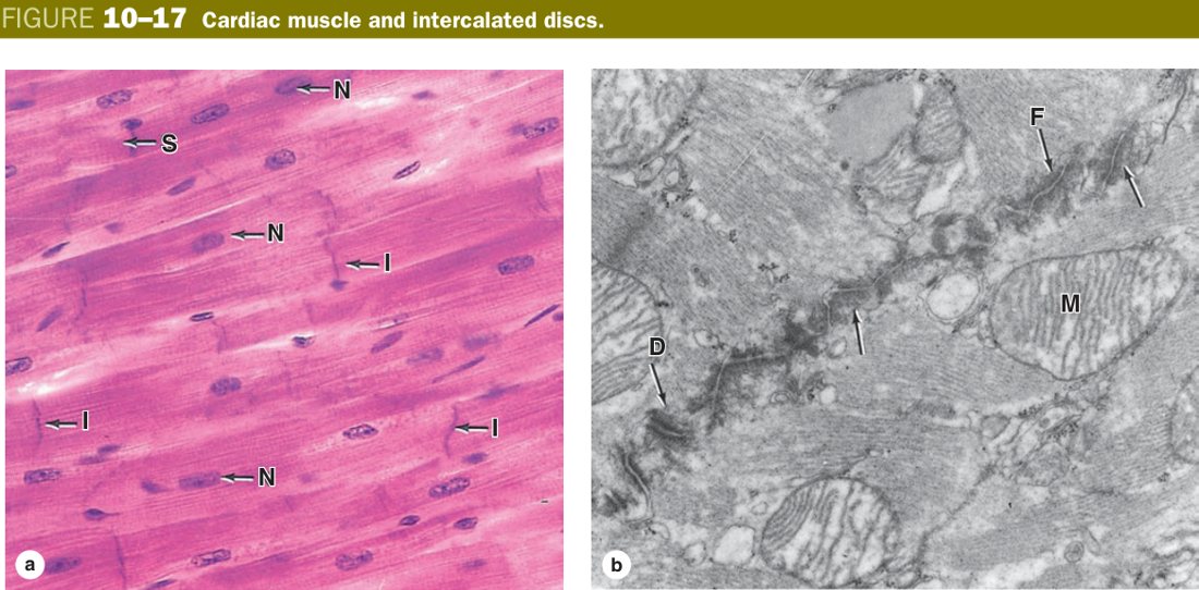 Cardiac muscle intercalated discs