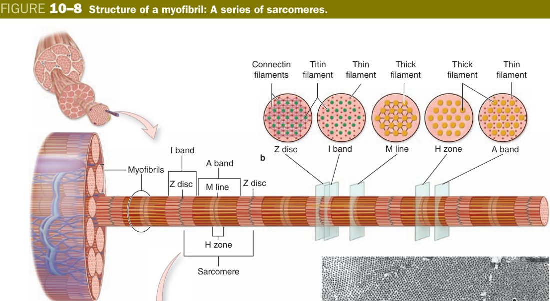 Sarcomere structure