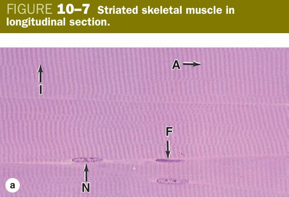 Skeletal muscle LS